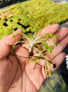 食虫植物各种捕蝇草大棚
