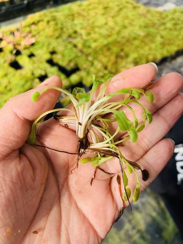 食虫植物各种捕蝇草大棚