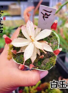 食虫植物--白化海盗黑月猪笼草变异个体精选