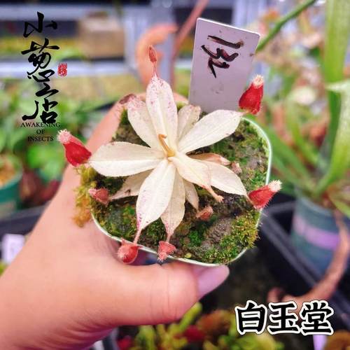 食虫植物--白化海盗黑月猪笼草变异个体精选