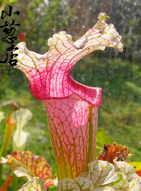 食虫植物-Sarracenia 