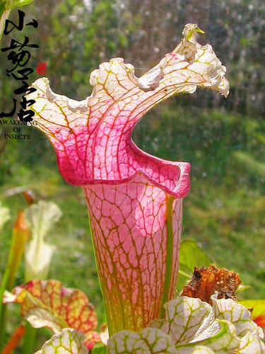 食虫植物-Sarracenia 