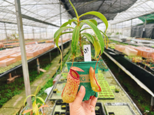 浙江实物图 太平洋猪笼草大苗加仑盆精选一物一拍实拍图297号