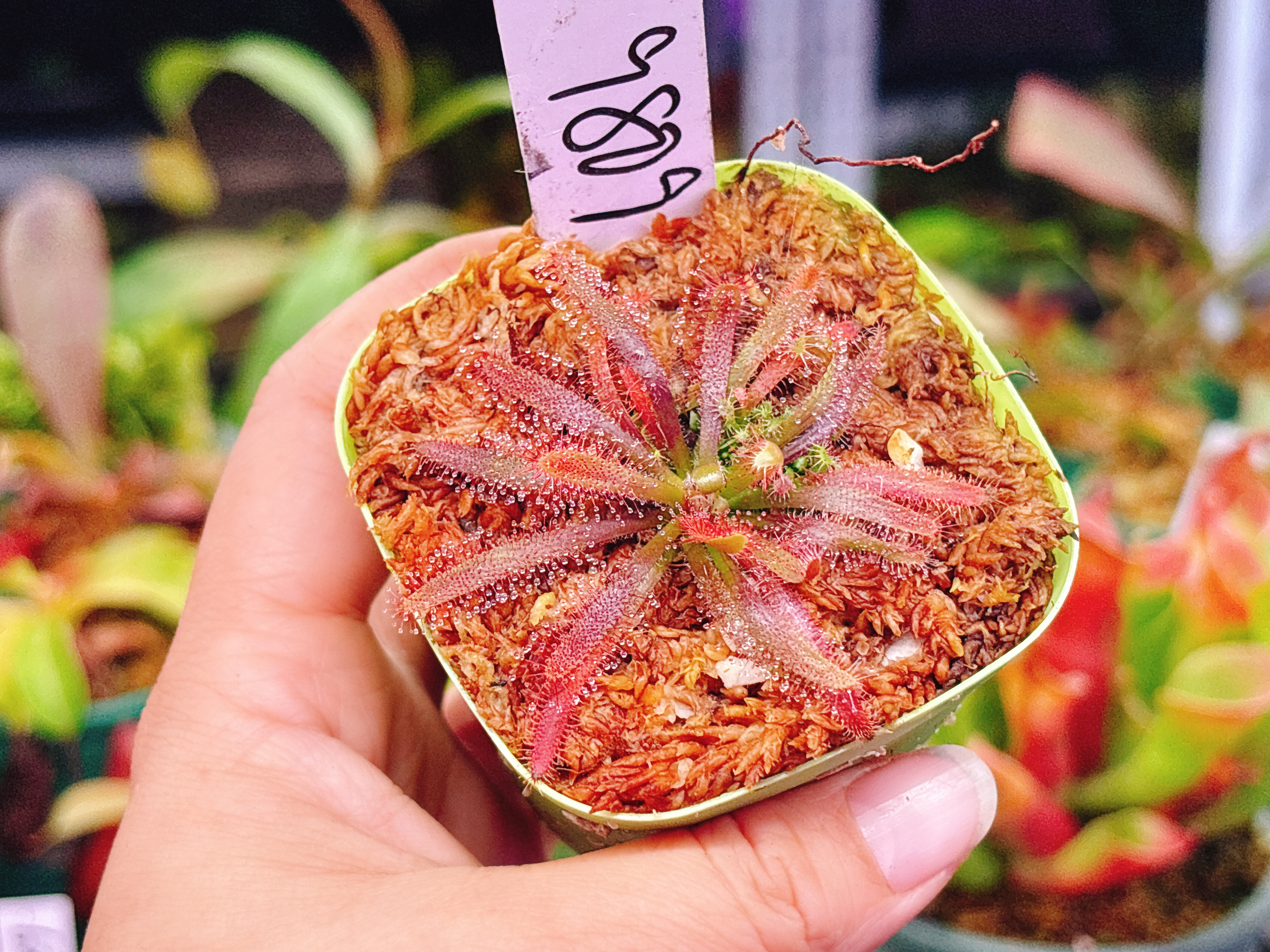 浙江实物图--阔叶茅膏菜大苗精选一物一拍实拍图9809号