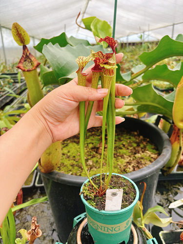 佛山实物图--黄瓶交摩尔瓶子草     精选食虫植物一物一拍96号