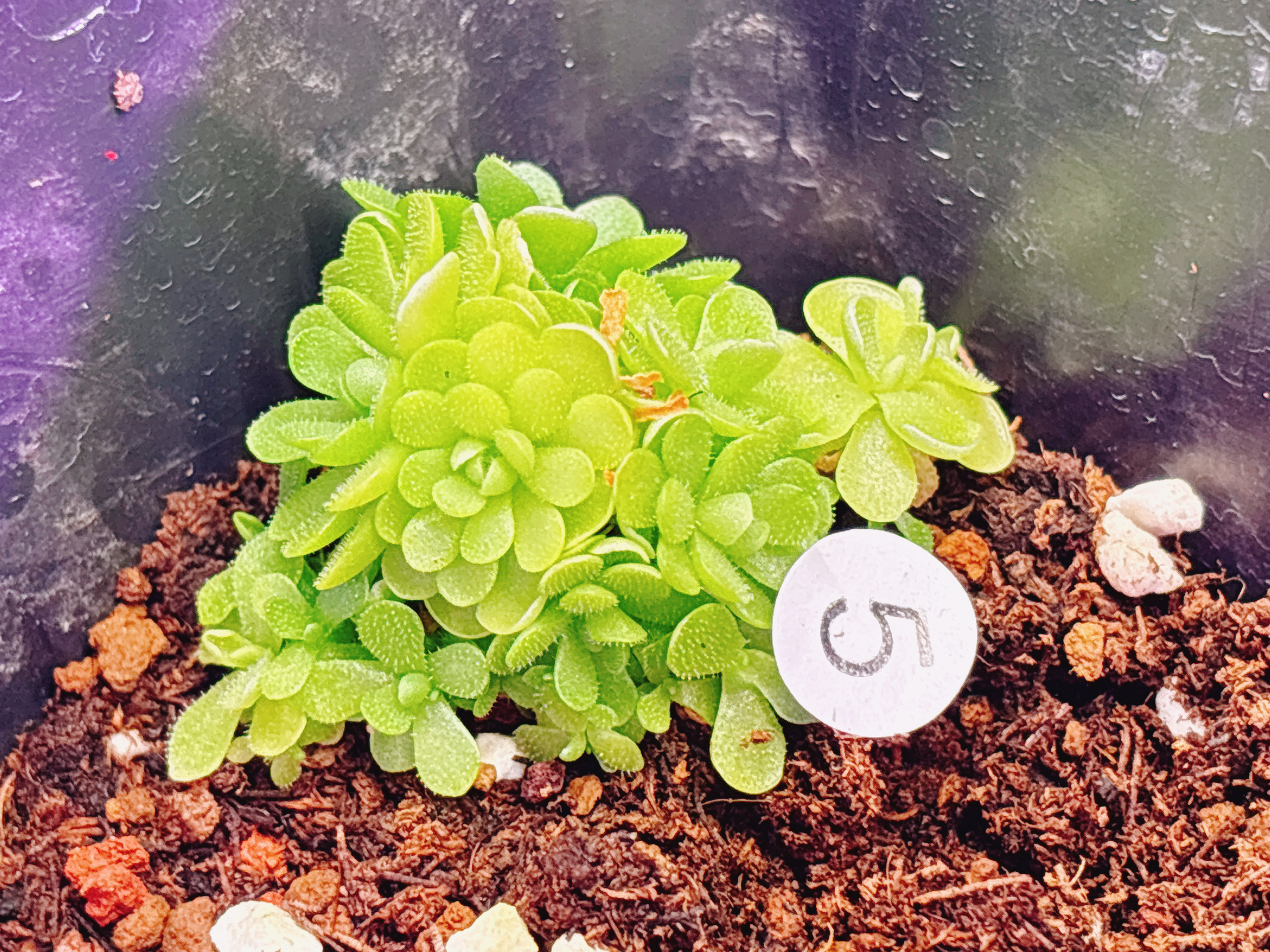 浙江实物图--爱丝捕虫堇叶插小苗爆盆很多精选一物一拍实拍图5号