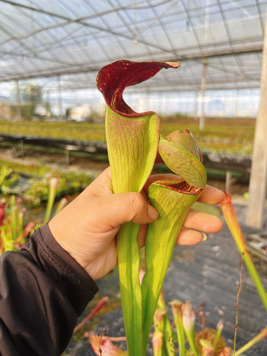 浙江实物图--黑管瓶子草大苗一物一拍食虫植物实拍图525号