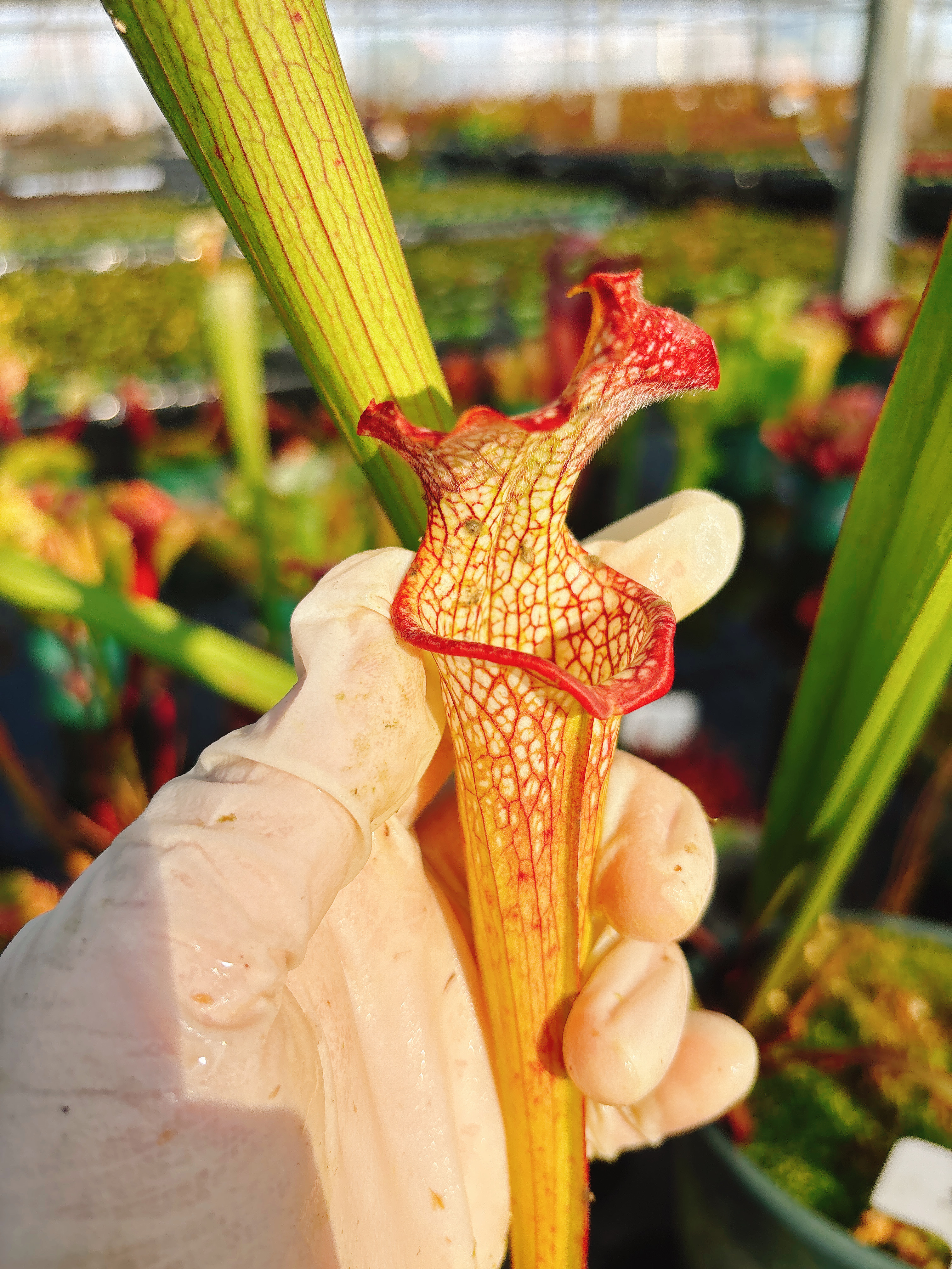 浙江实物图--秋瓶橙色的瓶子草大苗实生苗精选一物一拍实拍图29号