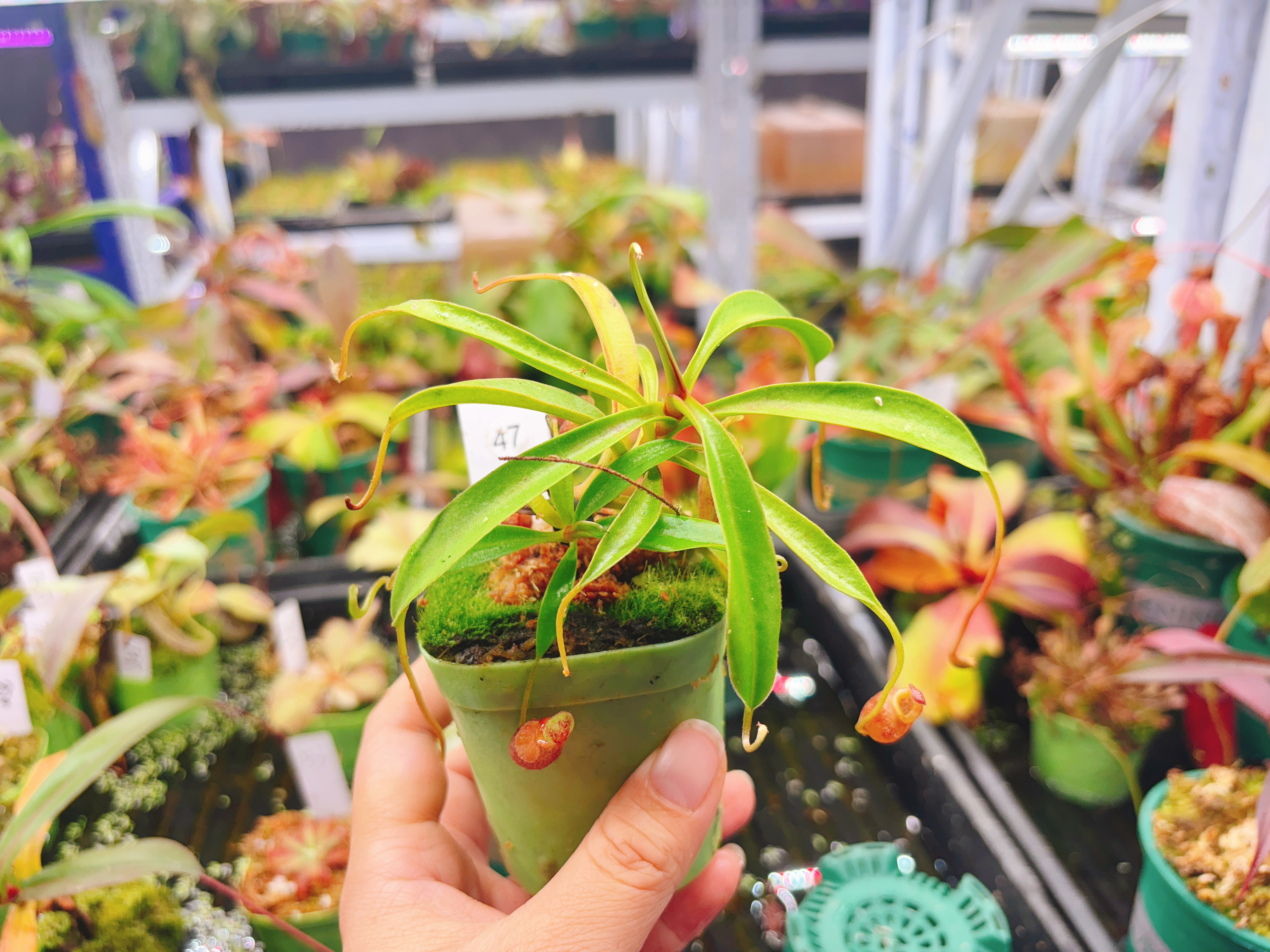 浙江实物图--杏黄猪笼草小型食虫猪笼草精选一物一拍实拍图47号