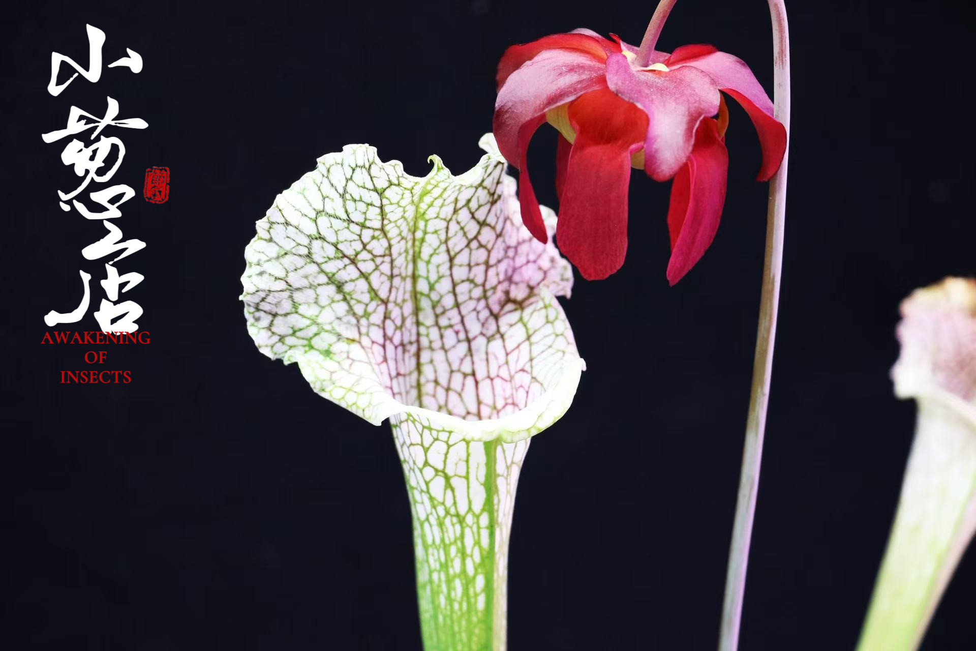 食虫植物--‘告白’瓶子草 /2021年由SKY×白飓风F杂交选育捕虫