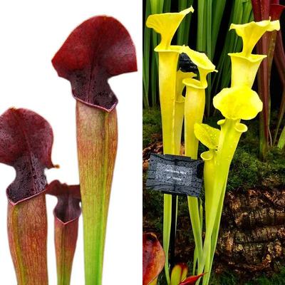 佛山食虫植物--翼状×戈尔迪黄瓶瓶子草  种子30粒/份  新鲜采集