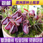澳洲食虫植物驱蚊草捕虫草捕蚊草趣味绿植盆栽 原种土瓶草 包邮