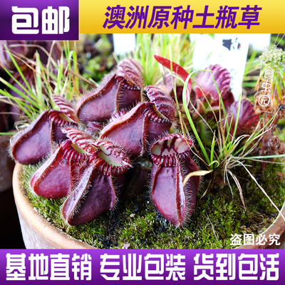 【原种土瓶草】澳洲趣味食虫植物