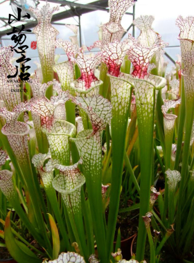 食虫植物--Sarracenia leucophylla SL61 AC Red stripe throat