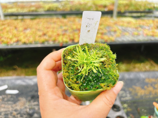 造景开大花 小苗 精选一物一拍F80号 长叶狸藻 浙江实物图