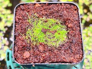 佛山实物图--99号 海妖女狸藻  造景绿植会开花的精选一物一拍