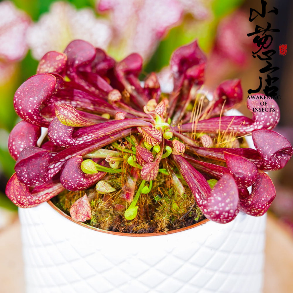 食虫植物--鹦鹉瓶子草 造景食虫捕虫草水培精选盆栽瓶子草