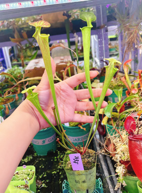 浙江实物图--SFC03  铜帽黄瓶瓶子草  状态好精选一物一拍564号