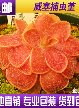 【weser威塞捕虫堇】食虫植物食人花驱蚊草喜阴多肉花卉盆栽包邮