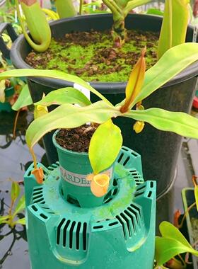 佛山实物图--9号 绿苹果猪笼草大苗加仑盆  精选一物一拍实拍图