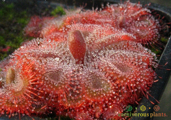 食虫植物-红色锦地罗茅膏菜(可以全红的澳洲品种哦!