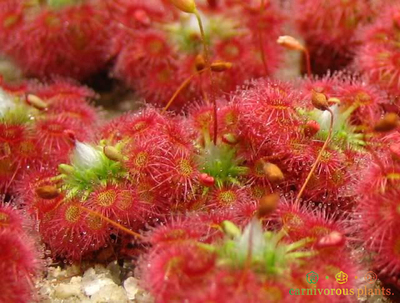 小植物食虫月亮迷你造景冬芽