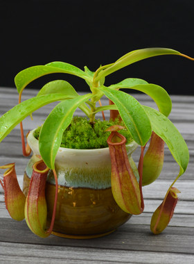 食虫植物红瓶猪笼草特价小苗趣味