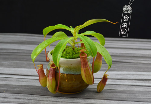 食虫植物红瓶猪笼草特价小苗趣味