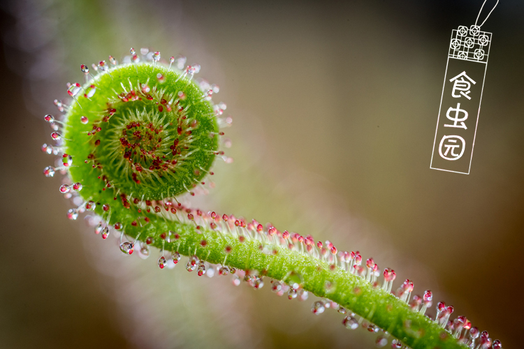 食虫植物绿丝叶茅膏菜