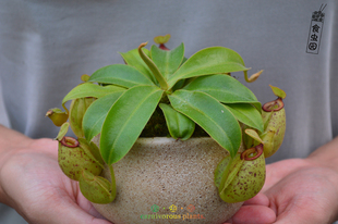 虎克猪笼草 包邮 奇异绿植植物 特价 珍稀进口小苗 食虫植物