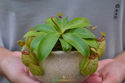 食虫虎克猪笼草奇异绿植珍稀进口