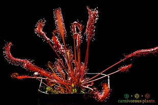 食虫植物--全红好望角茅膏菜 会卷虫子的黏虫食虫草精选盆栽