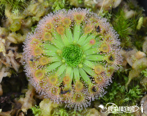 食虫植物迷你茅膏菜小苗冬芽造景