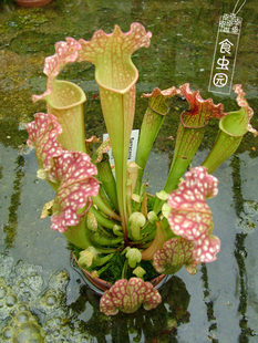 食虫植物-杂白瓶子草 食虫草 趣味绿植【 包邮】
