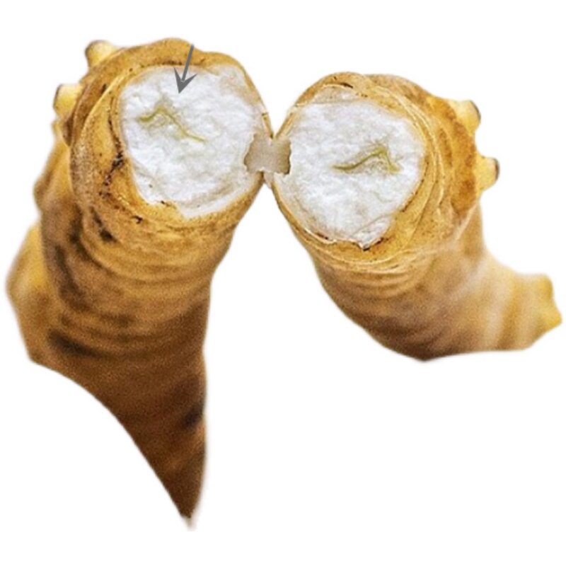 西藏那曲冬虫夏草大断草10克装大号断虫草正品高海拔自吃实惠送礼