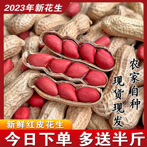 红皮花生农家自种晒干带壳花生