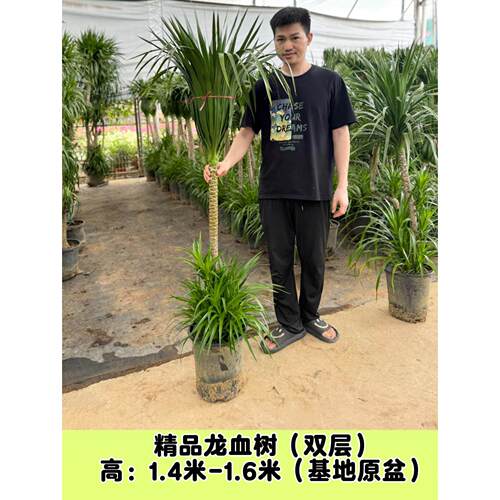 龙血树盆栽双层多头精品老桩大型室内客厅绿植好养花卉