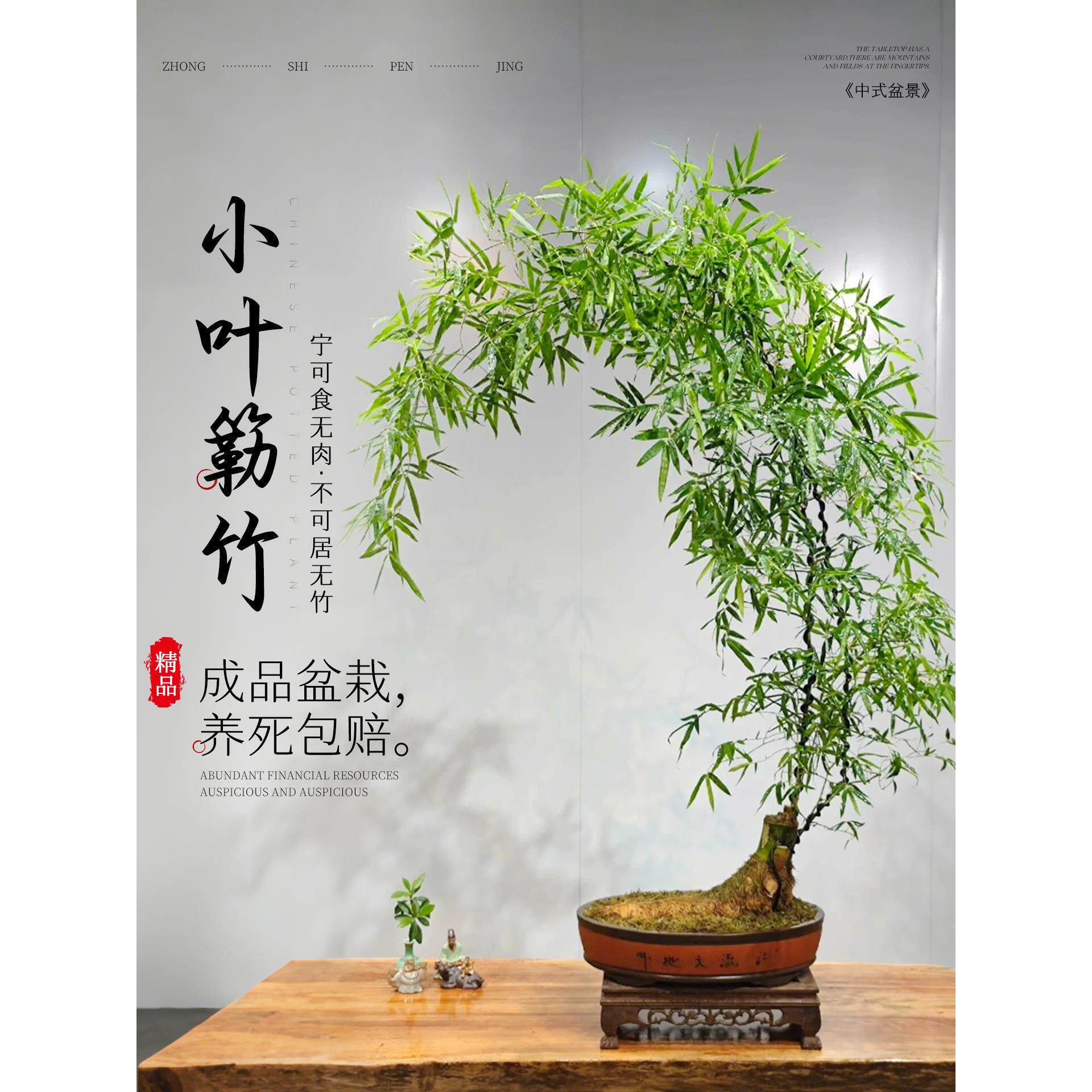 小叶簕竹成品客厅茶室盆景竹子老桩盆栽绿植室内禅意竹簕四季好养