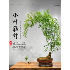 小叶簕竹成品客厅茶室盆景竹子老桩盆栽绿植室内禅意竹簕四季好养