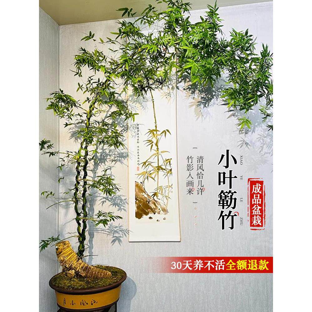小叶簕竹成品盆景盆栽老桩禅意竹子室内办公室桌面四季客厅绿植物