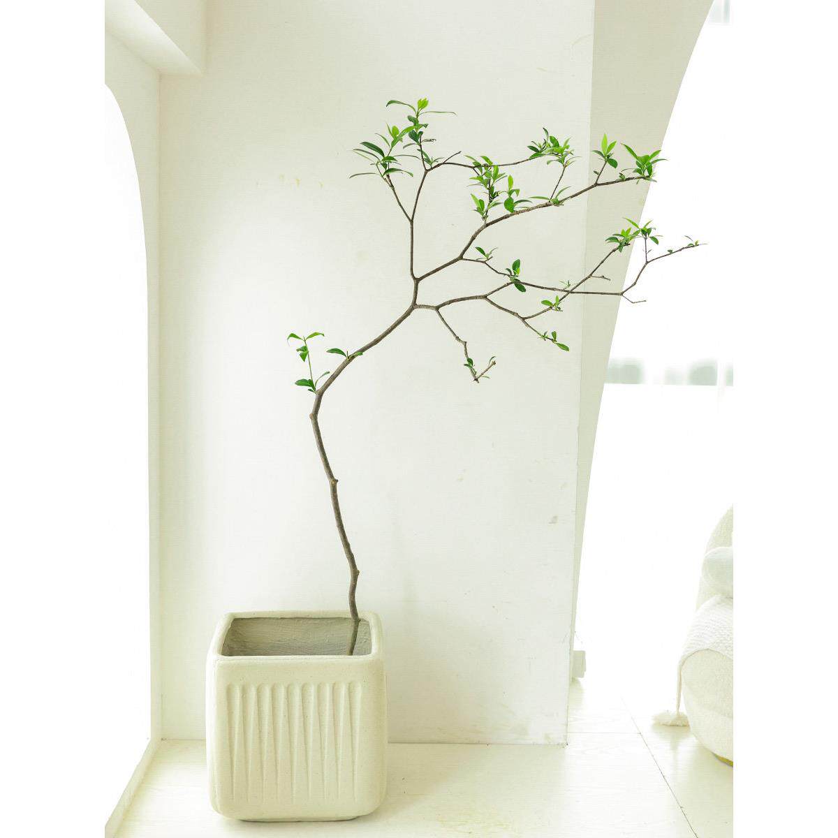 海岛春花树客厅室内花卉绿植阳台庭院造景禅意喜阳老桩造型桅子花