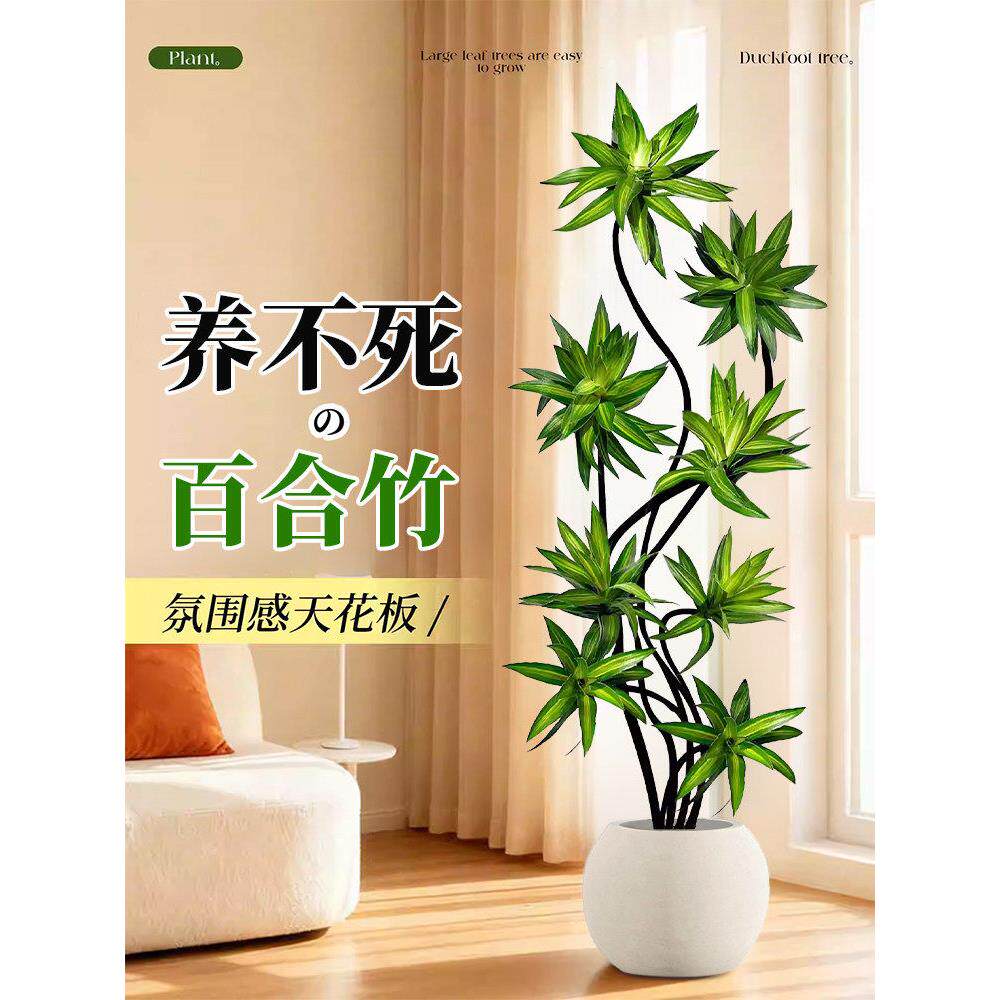 特级百合竹客厅绿植盆栽精品高端老桩高级感金边大型植物拍照选货