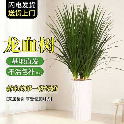 三桩龙血树绿植盆栽大型植物客厅室内多头造型老桩植物ZB