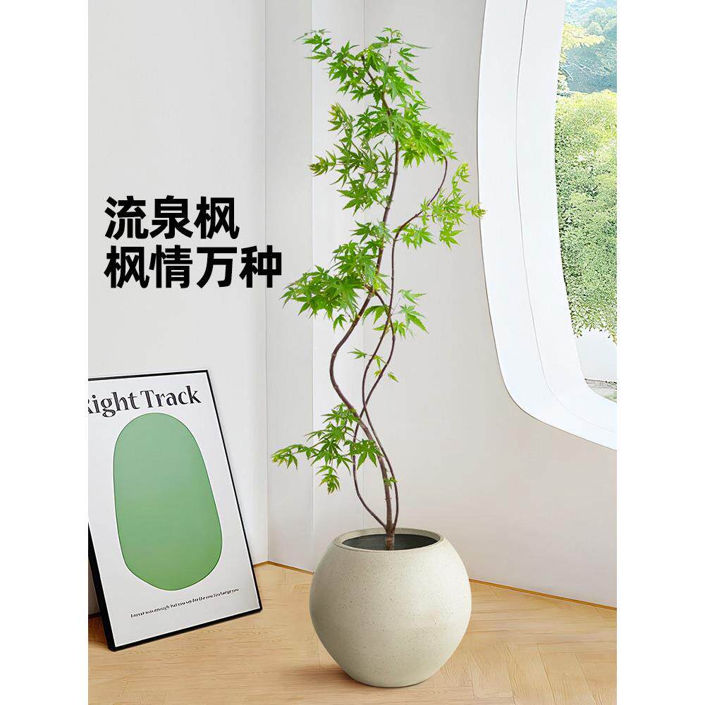 流泉枫盆栽造型盆景室内植物观叶好养日本枫树苗网红客厅落地绿植