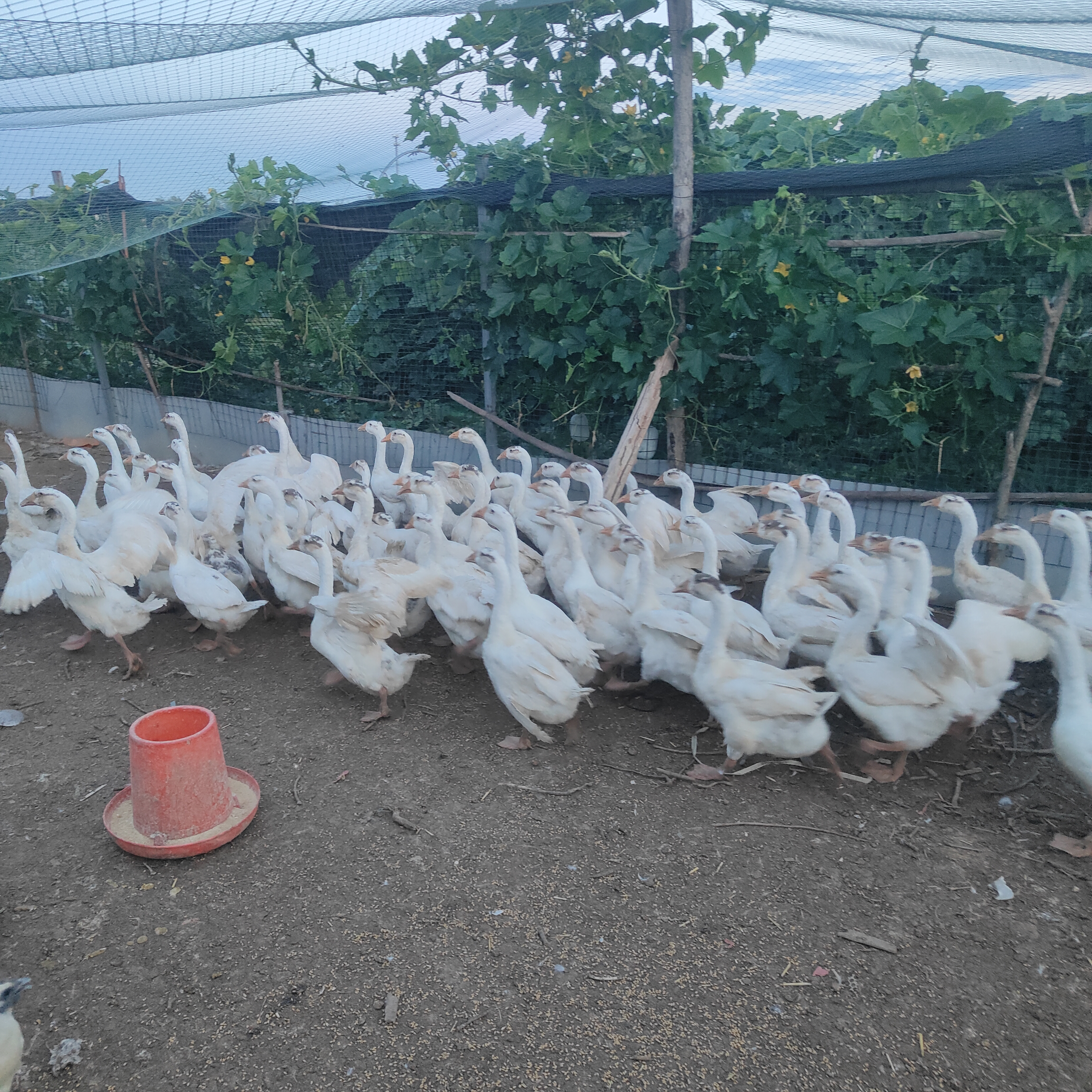 成年活鹅包邮霍尔多巴吉青年狮头鹅雁鹅五龙大白鹅