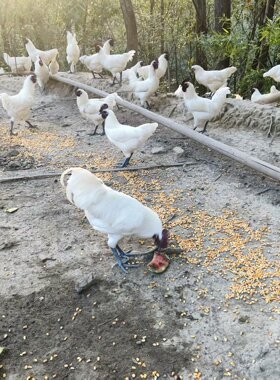 纯种白羽怀化雪峰山乌骨鸡农家散养包活绿壳白壳蛋鸡鲜活2.5斤只