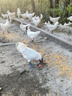 纯种白羽怀化雪峰山乌骨鸡农家散养包活绿壳白壳蛋鸡鲜活2.5斤只