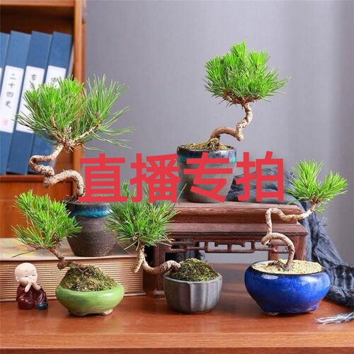 一物一拍济州真柏新西兰珍珠柏黑松黄山松黄杨各种盆景老桩