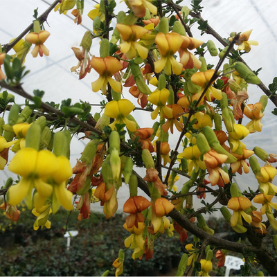 金雀梅 锦鸡儿 金丝雀 黄金雀盆景盆栽金雀花苗 黄金雀苗当年开花