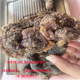 野生灵芝特级野生灵芝纯天然整枝正品 泡酒无硫滋补赤灵芝